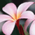 Fleurs